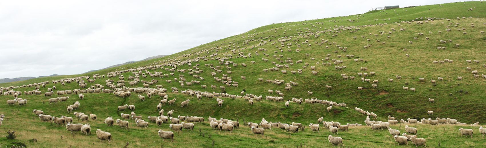 New Zealand sheep farming